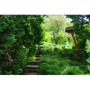 Kolozsvári Japanese garden
